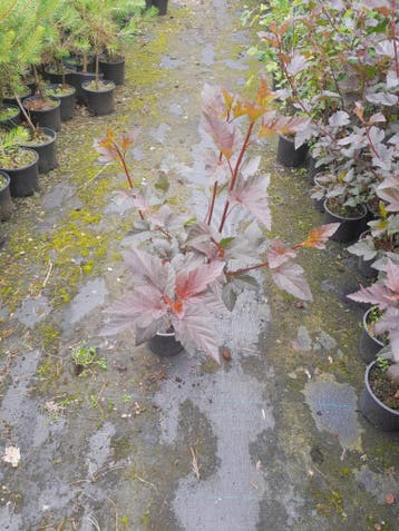 Blaasspirea, Physocarpus Diabolo  potgekweekt 40-60 cm €7,50, Ophalen of Verzenden, Overige soorten, Struik, Minder dan 100 cm
