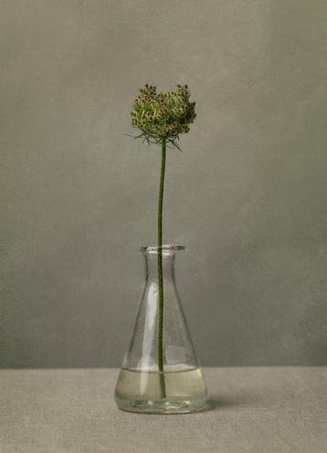 Tessa Posthuma de Boer - Queen Annes lace #3, Antiek en Kunst