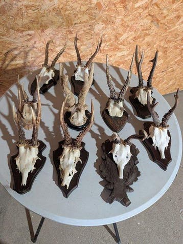 Reebok Taxidermie wandmontage - Capreolus capreolus - 33 cm