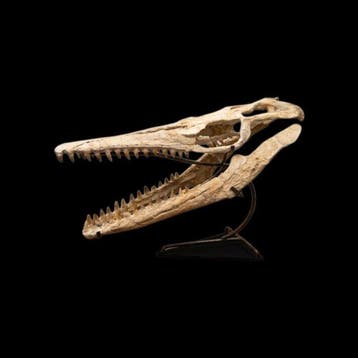 Mosasaurus - Fossiele schedel - 67 cm - 41 cm, Verzamelen