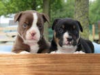Old English Bulldog pups! Plus Feiten en Fokkers-informatie!, Parvo, Nederland, 8 tot 15 weken, Bulldog