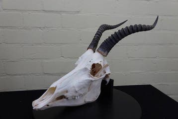 Blesbok Schedel - Damaliscus pygargus phillipsi - 0 cm - 0, Nieuw