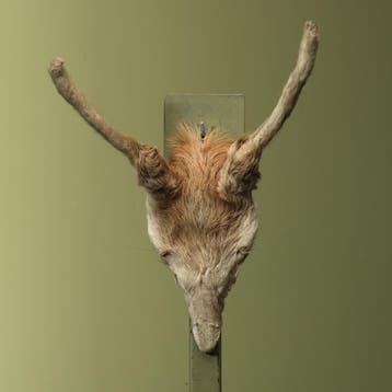 Edelhert Gewei Taxidermie Opgezette Dieren By Max, Ophalen of Verzenden, Nieuw, Wild dier, Opgezet dier