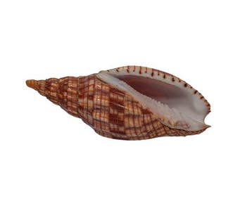 Verzamelaar-walzenschnecke: Lyria cloveriana (84 mm,, Nieuw
