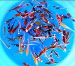 Otsuka 11-13cm (Japanse Koi), Dieren en Toebehoren, Vissen | Vijvervissen, Karper of Koi