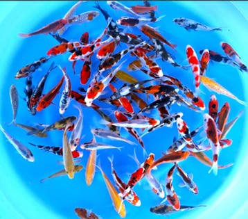 Otsuka 11-13cm (Japanse Koi), Dieren en Toebehoren, Vissen | Vijvervissen, Karper of Koi