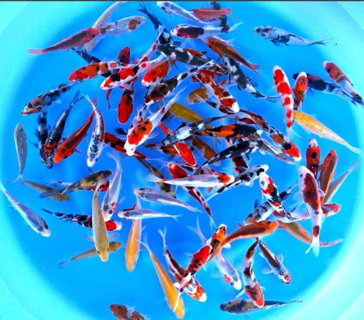 Otsuka 11-13cm (Japanse Koi), Dieren en Toebehoren, Vissen | Vijvervissen, Karper of Koi