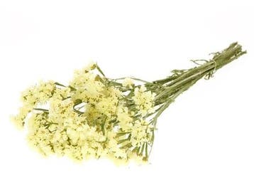 Statice Sinuata Lamsoor droogbloemen Yellow, Ophalen of Verzenden, Nieuw