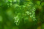 Gleditsia triacanthos Sunburst meerstammig, Tuin en Terras, Planten | Tuinplanten
