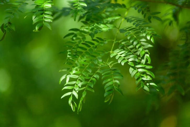 Gleditsia triacanthos Sunburst meerstammig, Tuin en Terras, Planten | Tuinplanten