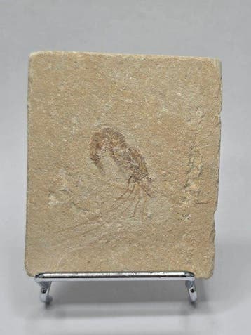 garnaal - Gefossiliseerd dier - Carpopenaeus callirostris -