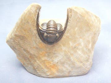 Fossiel - Fossiel skelet - Cornuproetus cornutus - 3.5 cm