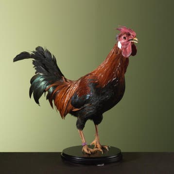 Huishaan Kip Taxidermie Opgezette Dieren By Max, Ophalen of Verzenden, Nieuw, Vogel, Opgezet dier