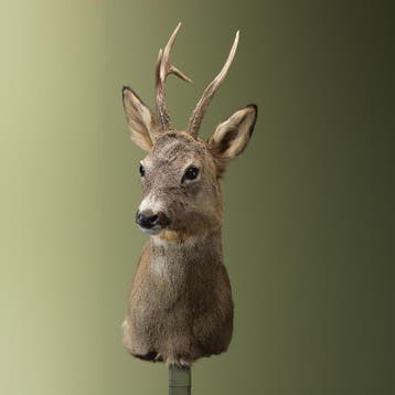 Reebok Wintervacht Taxidermie Opgezette Dieren By Max, Ophalen of Verzenden, Nieuw, Wild dier, Opgezet dier
