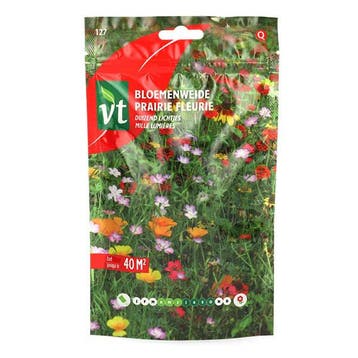 Bloemzaden Duizend Lichtjes | VT (Meerjarig, 40 m²), Verzenden