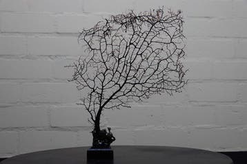 Fine Gorgonian Sea Fan / zeewaaier op houten sokkel
