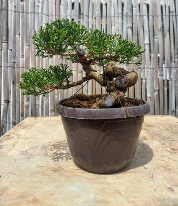 Bonsai Cupressus Sempervirens - Hoogte (boom): 12 cm -