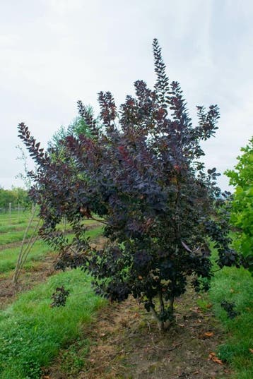 Cotinus coggygria Royal Purple meerstammig 250-300