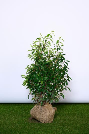 Portugese Laurier - Prunus Angustifolia - Haagplanten, Tuin en Terras, Ophalen of Verzenden, Laurier, Struik