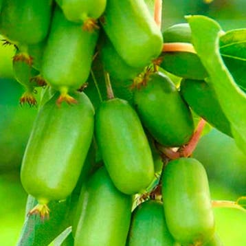 Kiwi Berry Tuincollectie – 3 Planten, Verzenden