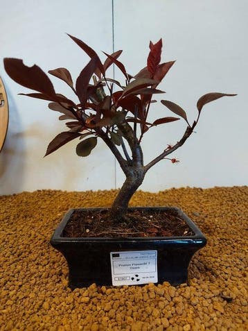 prunus pissardii - Hoogte (boom): 18 cm - Diepte (boom): 16