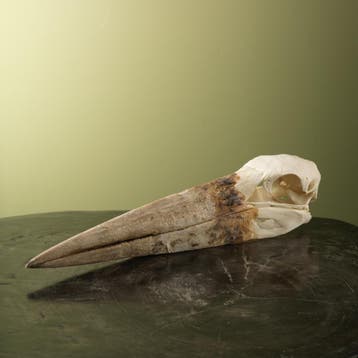 Afrikaanse Maraboe Schedel, Ophalen of Verzenden, Nieuw, Vogel, Opgezet dier