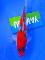 HQ Goshiki van Yamaju  35cm (Japanse Koi), Dieren en Toebehoren, Vissen | Vijvervissen, Karper of Koi