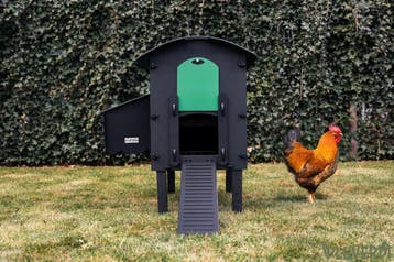 Pluverdi kippenhok Amsterdam met autom.opener € 575,-, Dieren en Toebehoren, Ophalen of Verzenden, Nieuw, Kippenhok of Kippenren