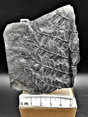 Varen - Gefossiliseerde plant - Alethopteris lonchitica