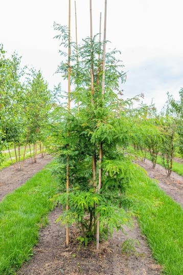 Gleditsia triacanthos f. inermis meerstammig 250-300