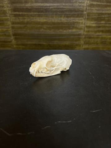 Marter Schedel Taxidermie Opgezette Dieren By Max, Ophalen of Verzenden, Nieuw, Wild dier, Opgezet dier