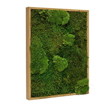 Vintlux Mosschilderij Lappenmos-Bolmos 40x60 cm Eikenhout -, Nieuw