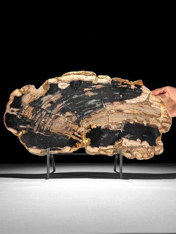 C - Prachtige schijf versteend hout op een aangepaste