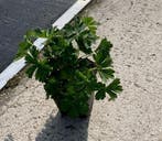 Ooievaarsbek - Geranium Rozanne - Bodembedekker - Geranium, Ophalen of Verzenden, Vaste plant, Bodembedekkers