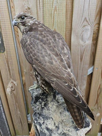Giervalk Taxidermie volledige montage - Falco Rusticolus -, Nieuw