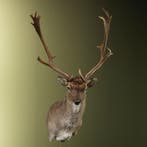 Damhert Taxidermie Opgezette Dieren By Max, Ophalen of Verzenden, Nieuw, Wild dier, Opgezet dier