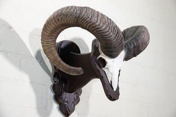 Mouflon Schedel - Ovis a musimon - 0 cm - 46 cm - 0 cm-, Verzamelen, Dierenverzamelingen, Nieuw