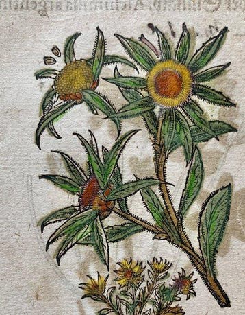 Pietro Andrea Mattioli - Contemporary hand-coloured leaf