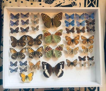 Vlinder Taxidermie volledige montage - Lycanidae - 30 cm -, Nieuw
