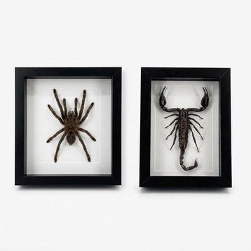 Opgezette Vogelspin en schorpioen in lijst Taxidermie, Nieuw