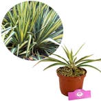 Yucca filamentosa ‘Color Guard’s + pot 17cm, Verzenden