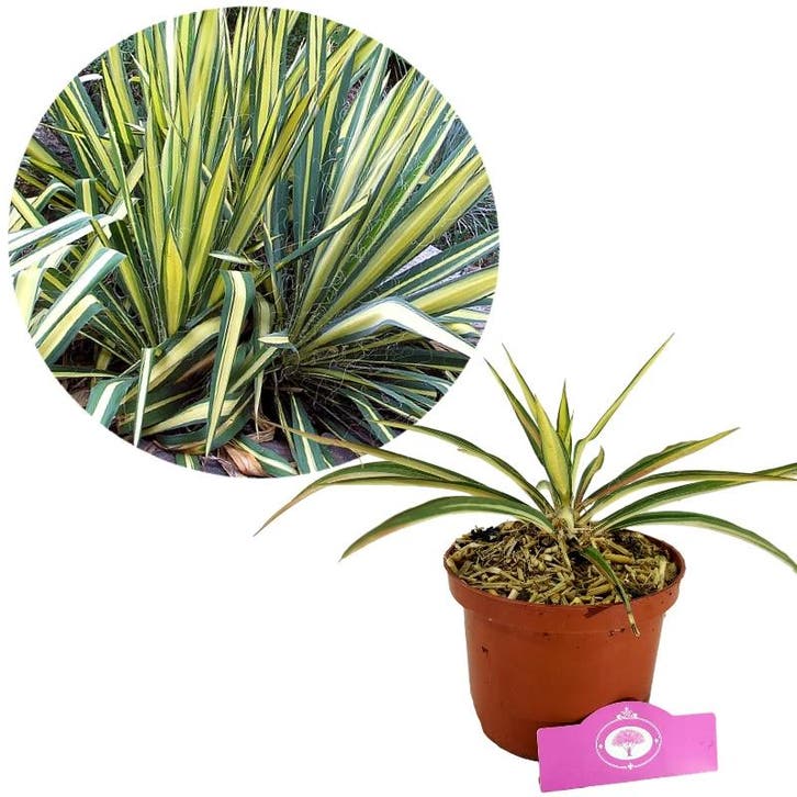 Yucca filamentosa ‘Color Guard’s + pot 17cm, Tuin en Terras, Planten | Tuinplanten, Verzenden