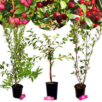 fruitplanten Roze bes Appelbes Kersenstruik +, Verzenden, Volle zon