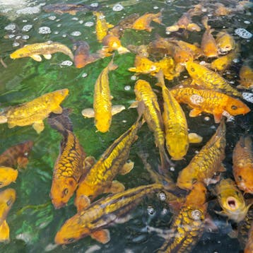 5000+ koi in Wintelre | Japanse koi vanaf €22, Karper of Koi