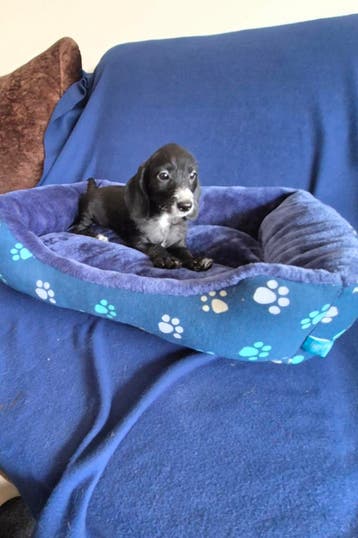Ruwhaar boomer puppies!  Reutjes., Parvo, 8 tot 15 weken, Meerdere, Nederland