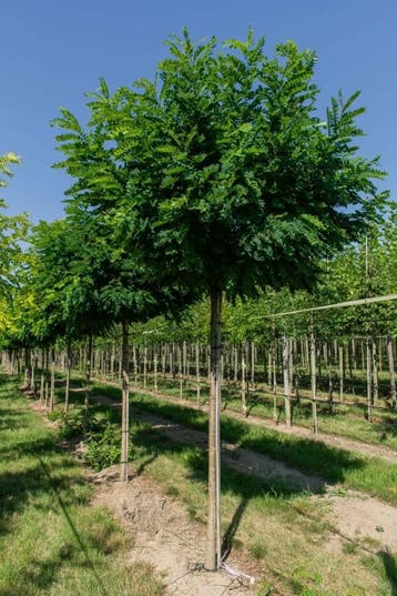 Robinia pseudoacacia Umbraculifera halfstam 6/8 120cm stam