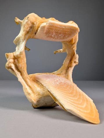 Witvlek-adelrog Kaak - Aetobatus narinari - 13.9 cm - 13.1, Nieuw