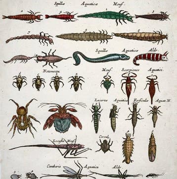 Matthäus Merian (b1593) - hand coloured engraving: Aquatic