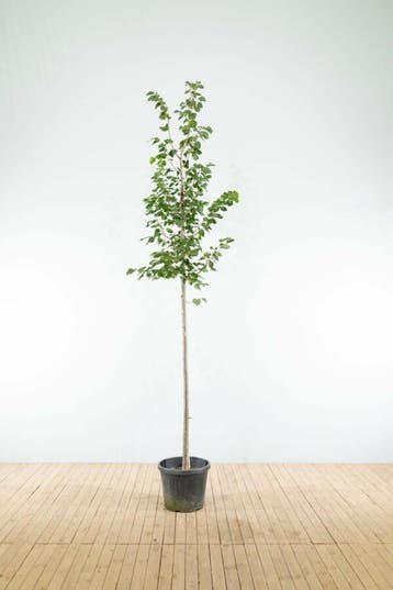 Tilia cordata Greenspire hoogstam