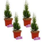 coniferen Thuja occ. Smaragd + Pot 17cm 4 stuk, Verzenden, Volle zon
